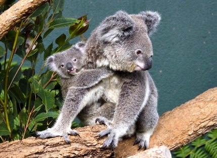 large_WILD_LIFE_Sydney_koala_1